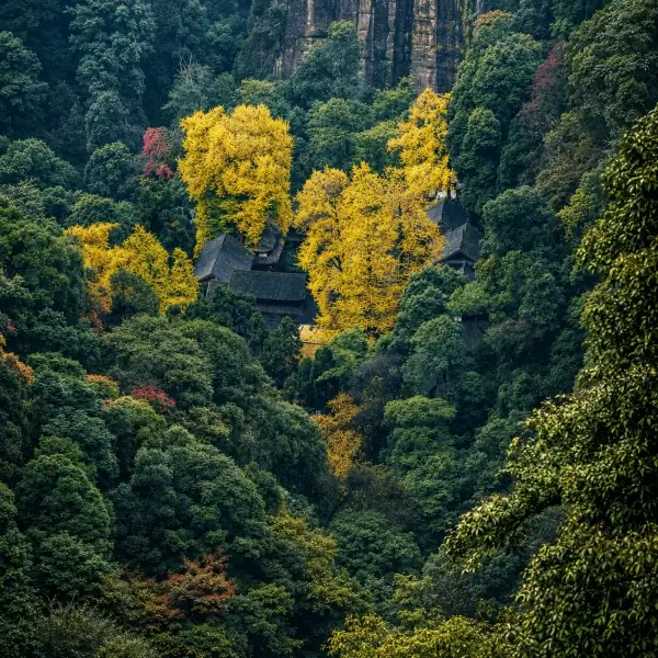 Golden ginkgo leaves framing the traditional Taoist temple roof at Qingcheng Mountain.