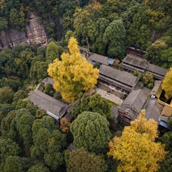 Ancient ginkgo tree at Tianshi Cave on Qingcheng Mountain, surrounded by Taoist temple architecture and golden autumn leaves.