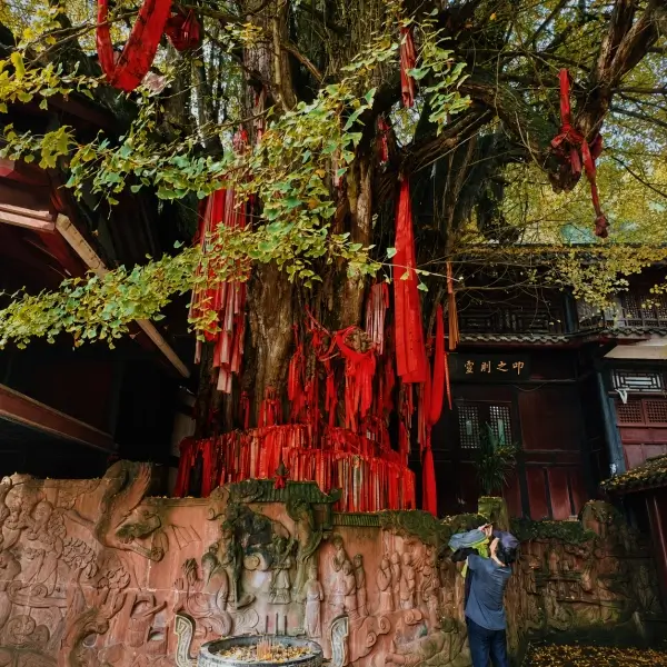 Close-up of the ancient ginkgo trunk and red blessing ribbons at Tianshi Cave, symbolizing protection and spiritual wishes.