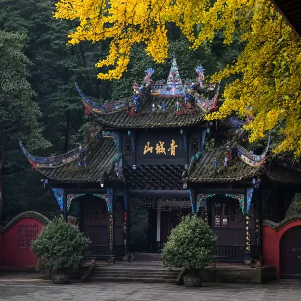 The Ancient Ginkgo of Tianshi Cave