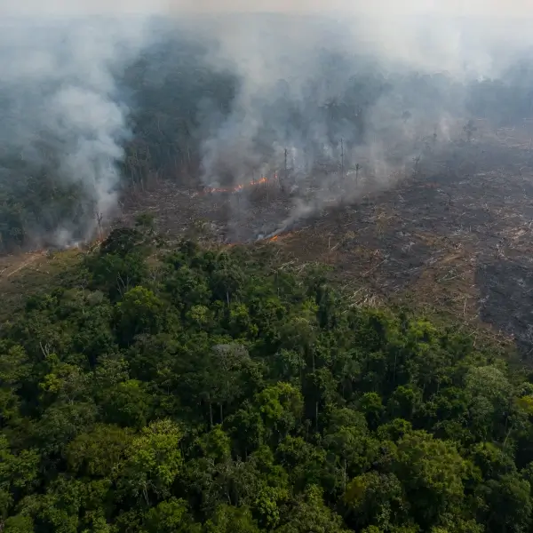Why the World’s Trees Are Reaching a Turning Point