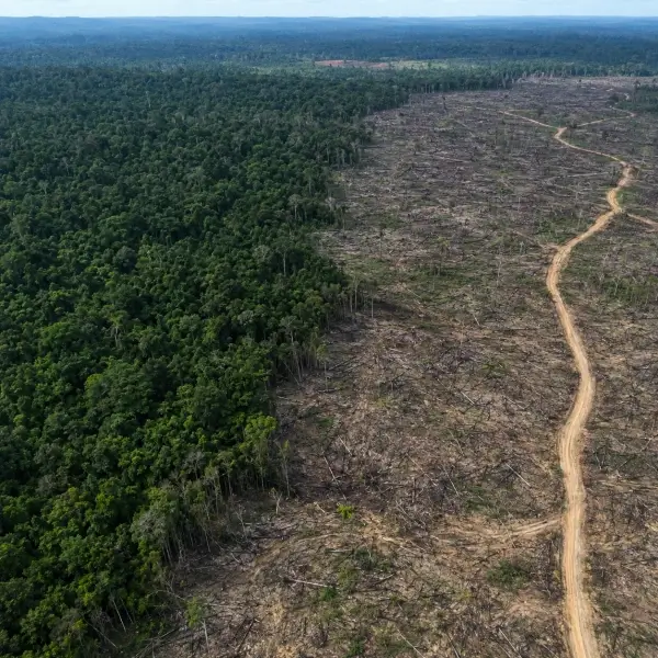 Why the World’s Trees Are Reaching a Turning Point