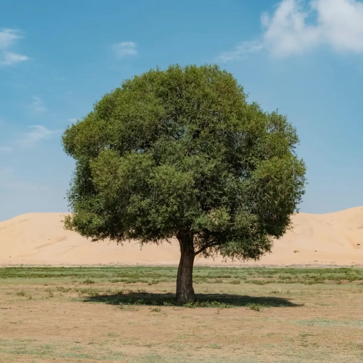 The Life Cycle of a Tree: Growth, Strength, and Renewal