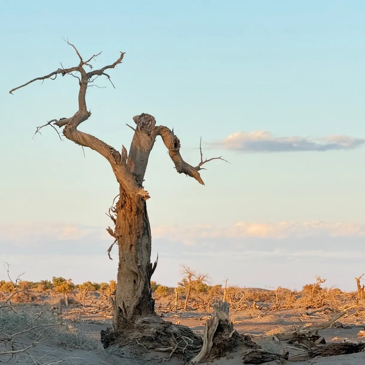 The Life Cycle of a Tree: Growth, Strength, and Renewal