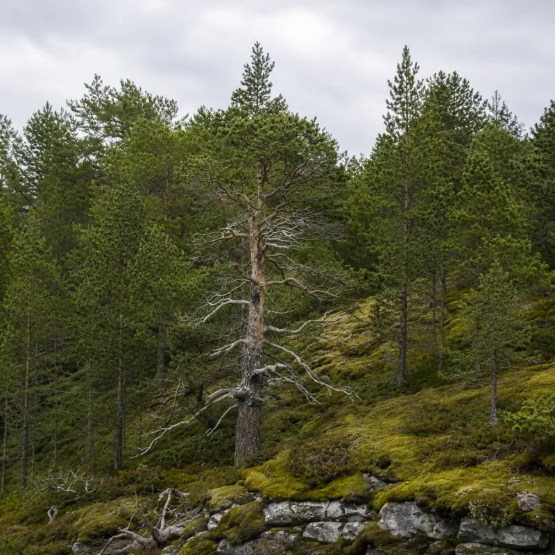 Global Movement for Forest Restoration