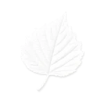 How Trees Interact with Us