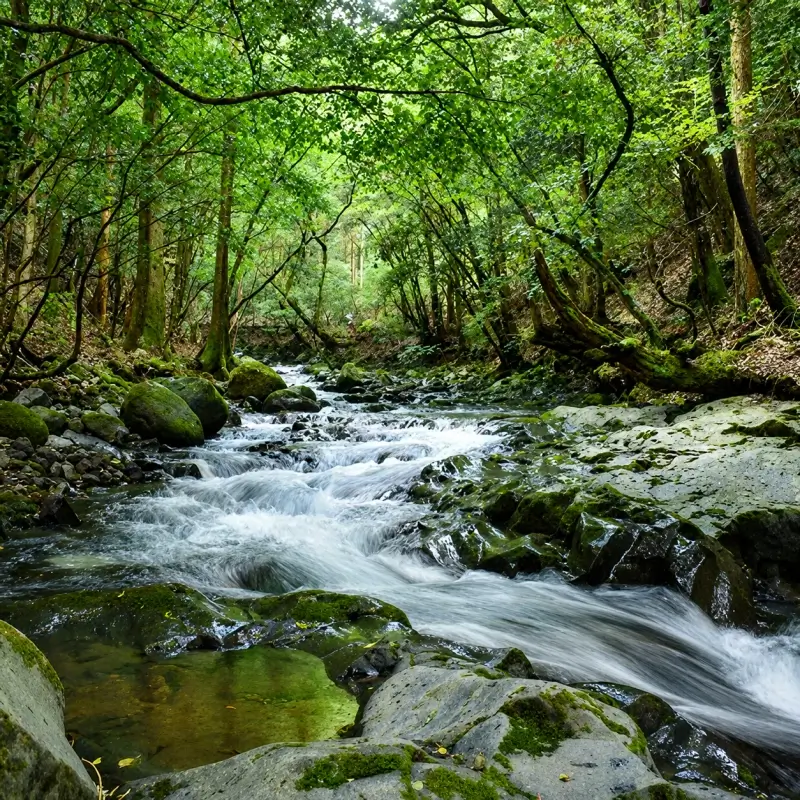 forest bathing