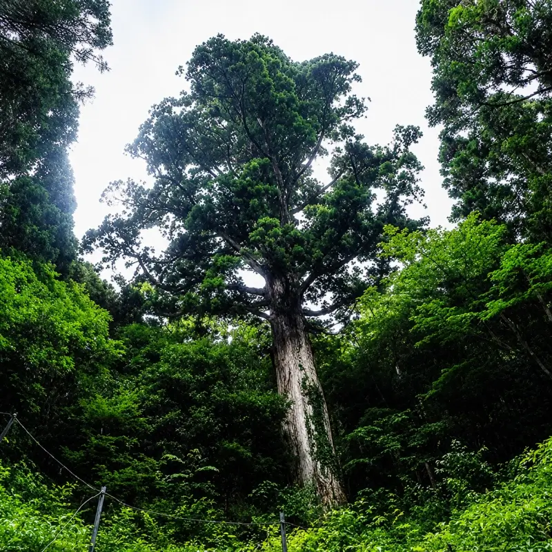 The Healing Power of Trees