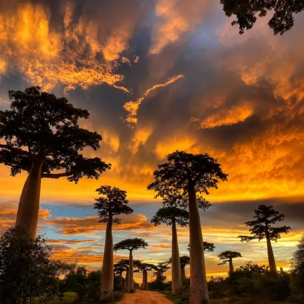 How the African Baobab Tree Survives for Centuries
