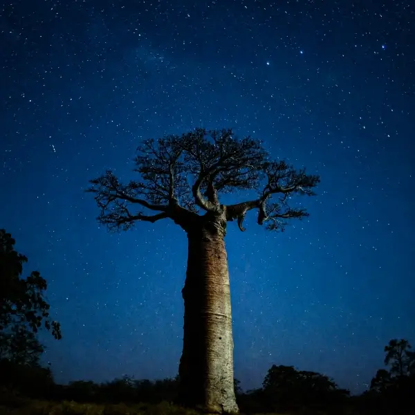 How the African Baobab Tree Survives for Centuries