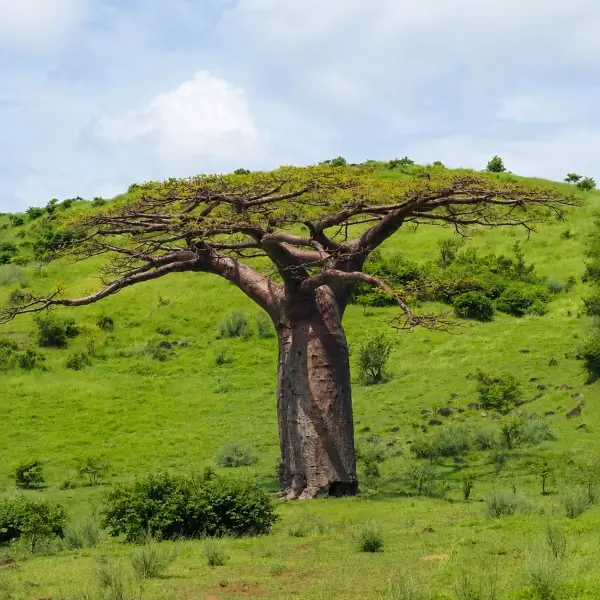 African baobab tree