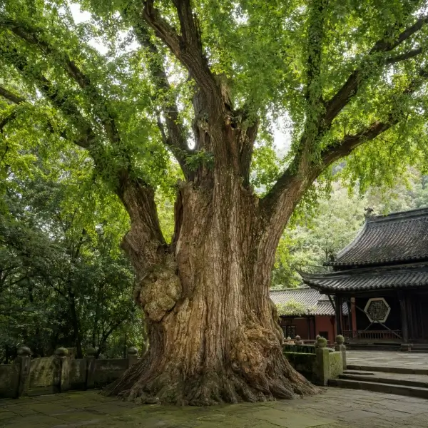 Luckytata Birthplace