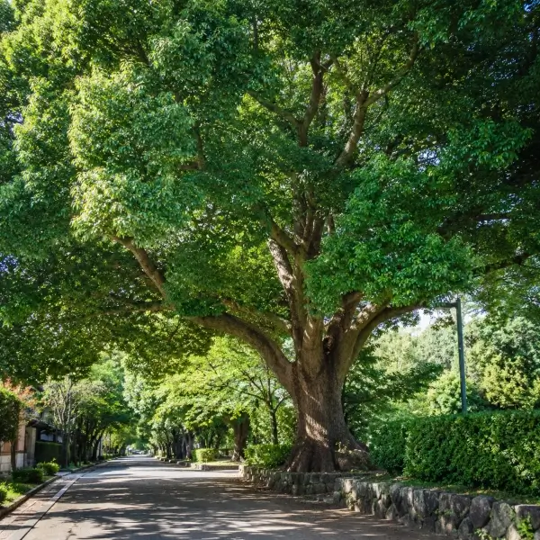 11 Common Trees Around Us