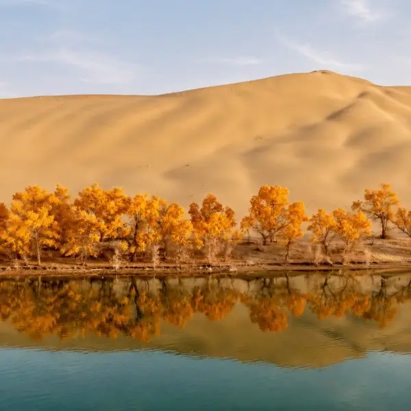 How the Euphrates Poplar Survives the Harshest Deserts