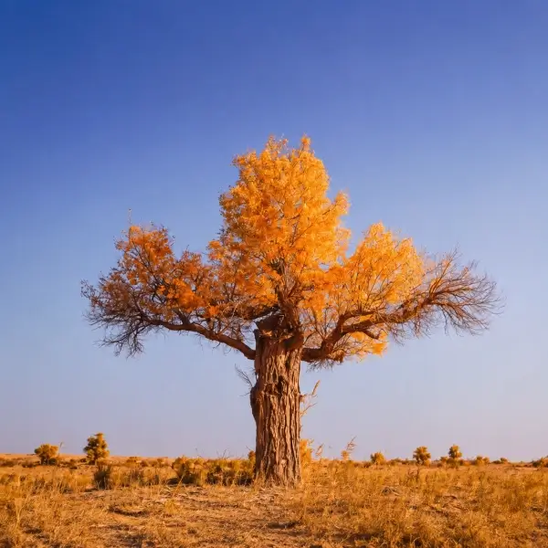 Euphrates poplar