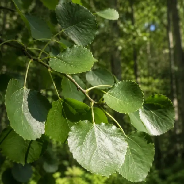 European Aspen and the Secret of Its Trembling Leaves