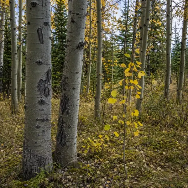 European aspen