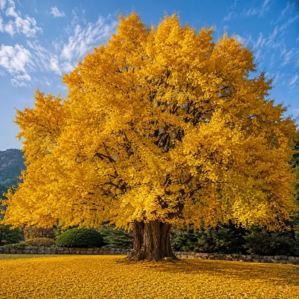 11 Common Trees Around Us