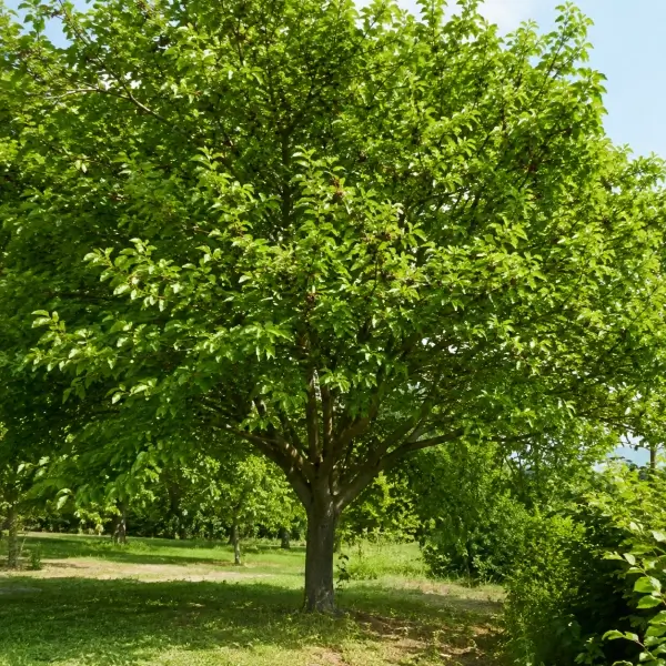 11 Common Trees Around Us
