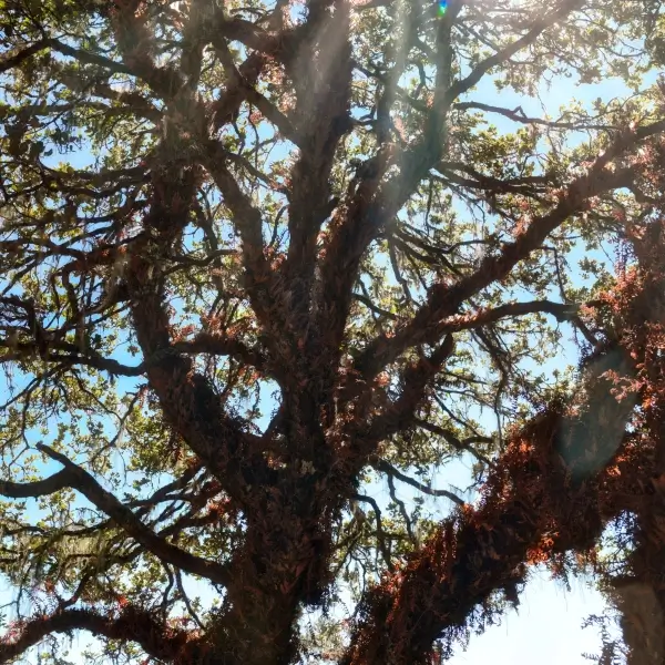 Healing Energy of Trees