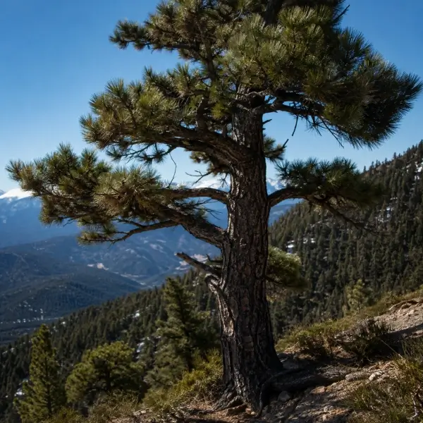 11 Common Trees Around Us