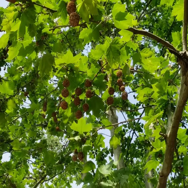 How the Oriental Plane Tree Became a Living Landmark