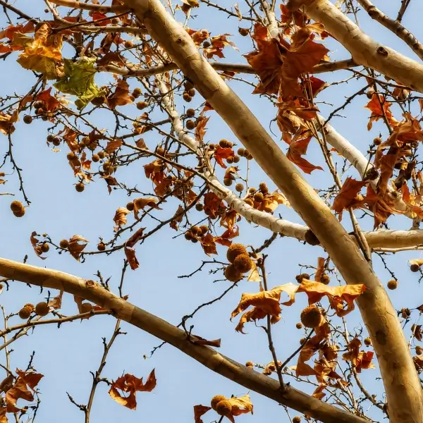 Oriental plane tree