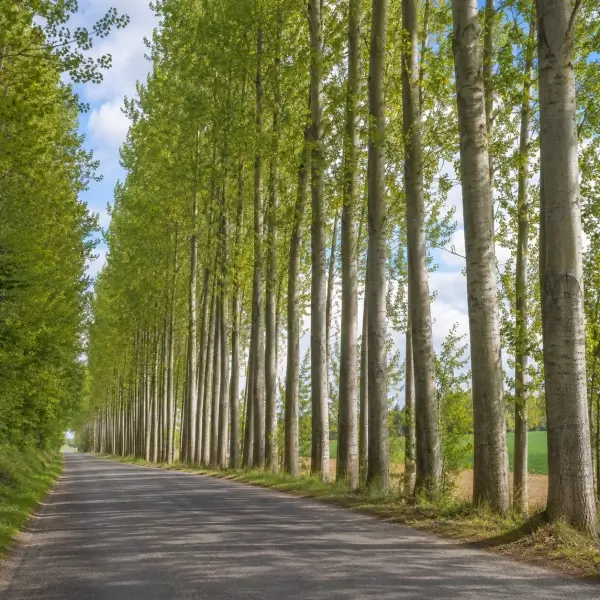common trees