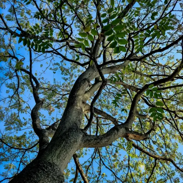 tree of heaven