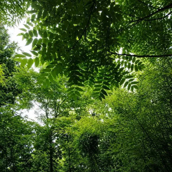 How the Tree of Heaven Became America’s Tree of Hell
