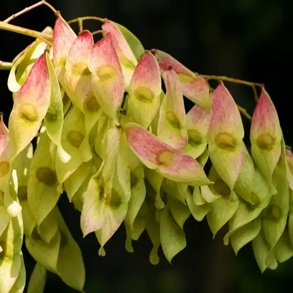 How the Tree of Heaven Became America’s Tree of Hell