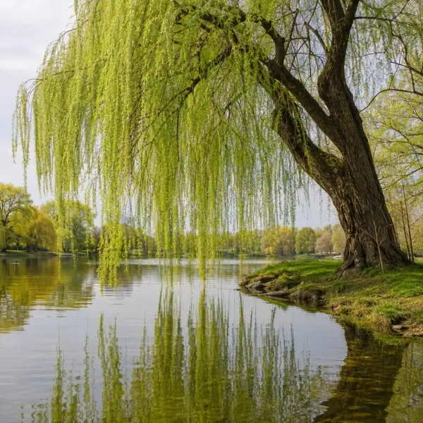 common trees