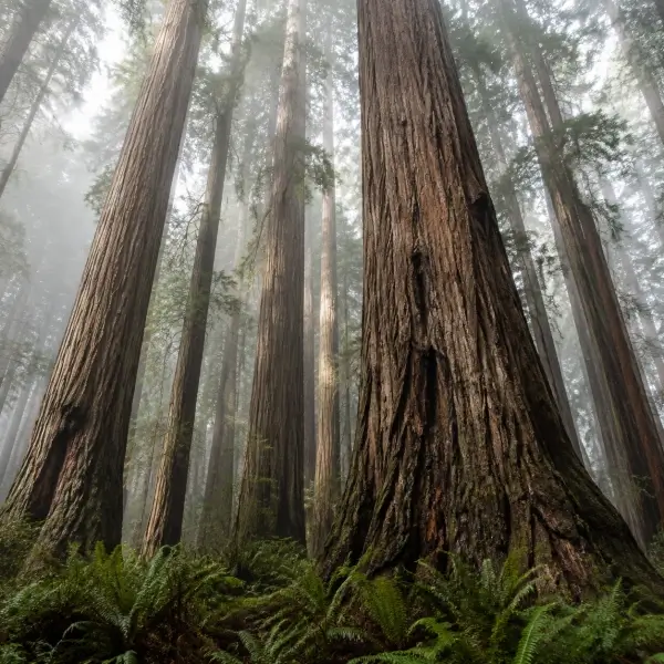 How the Coast Redwood Tree Reaches Its Record Height