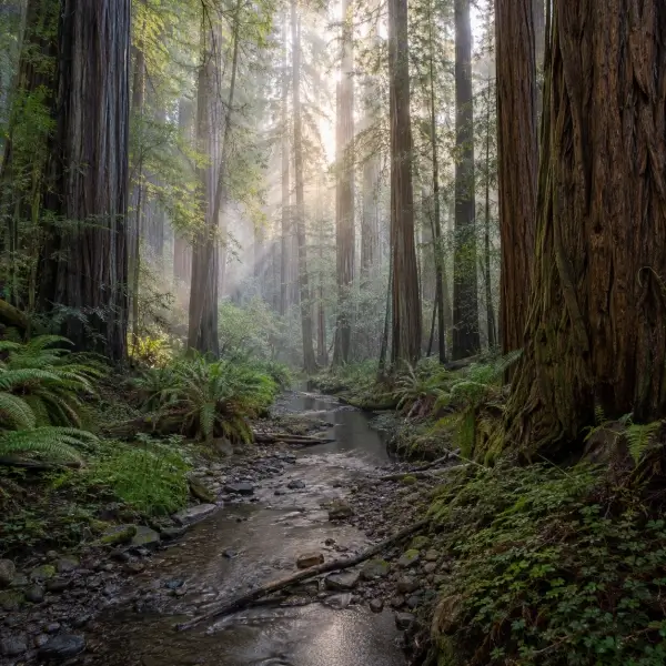 coast redwood tree