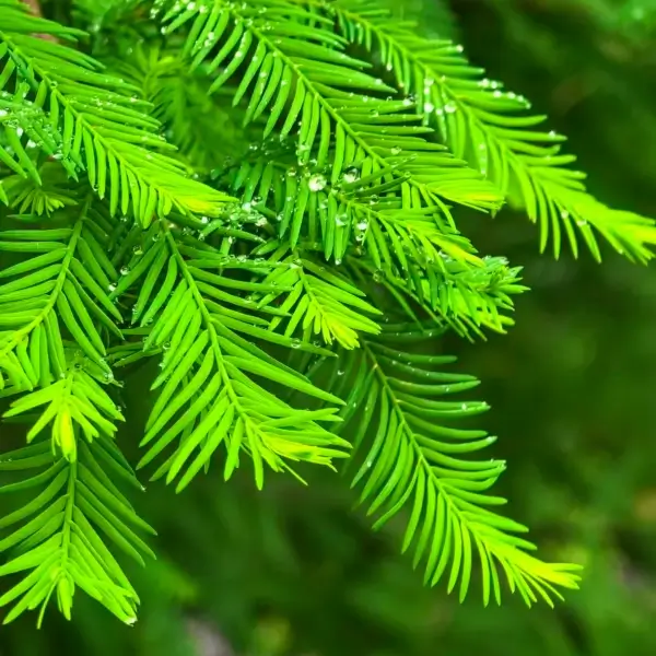 How the Bald Cypress Tree Thrives in Flooded Wetlands