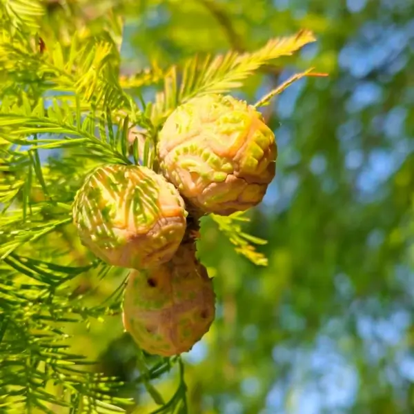 How the Bald Cypress Tree Thrives in Flooded Wetlands