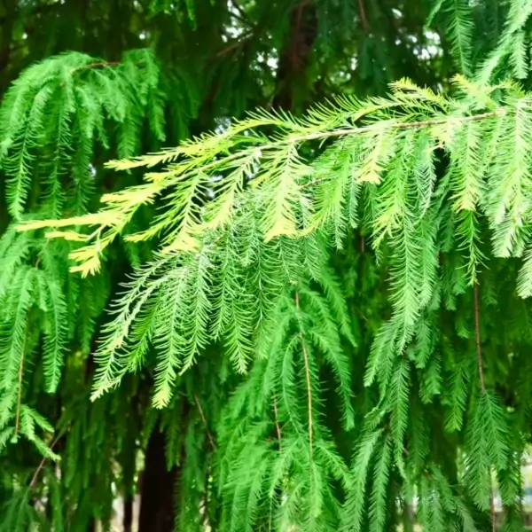 How the Bald Cypress Tree Thrives in Flooded Wetlands