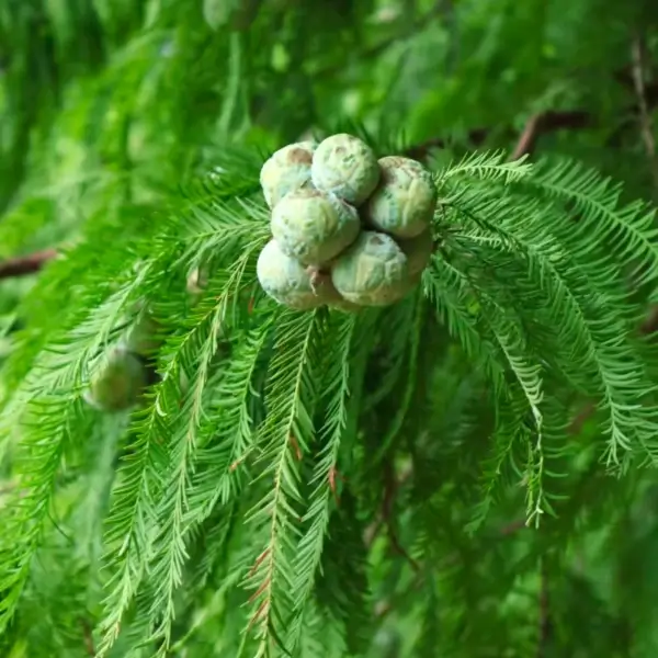 bald cypress tree
