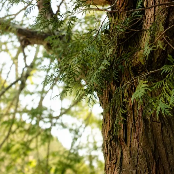 western redcedar
