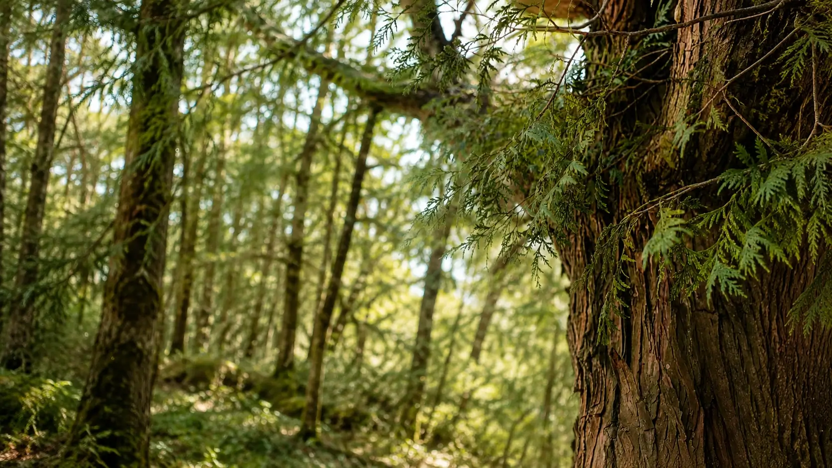 western redcedar