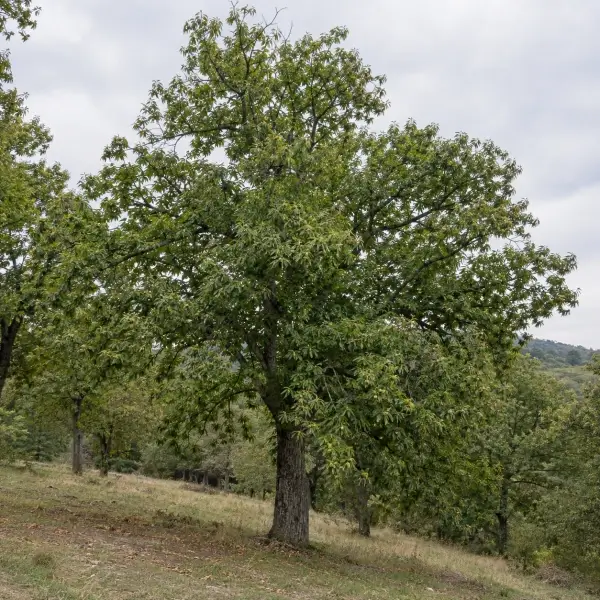 European chestnut