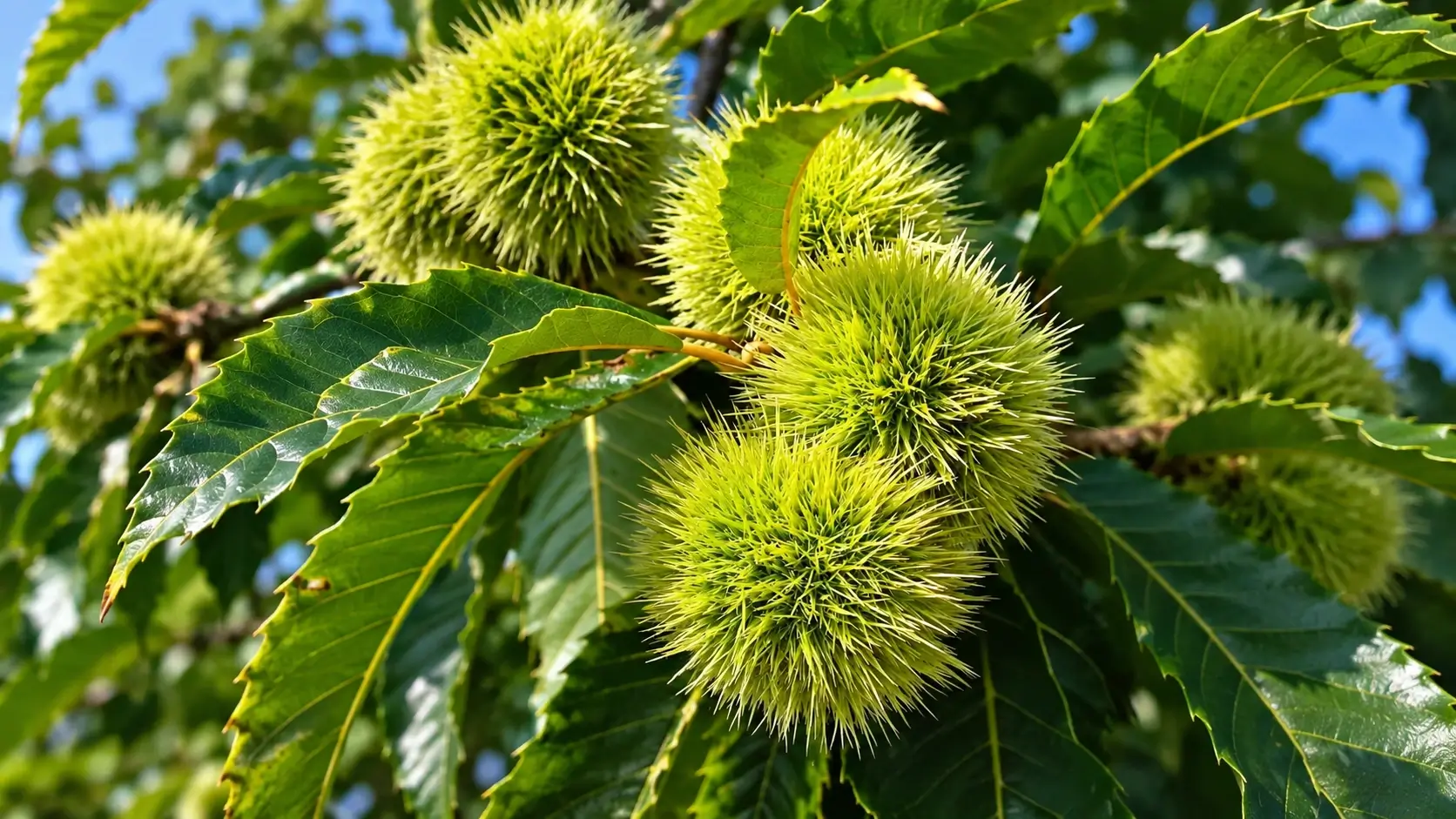 European chestnut
