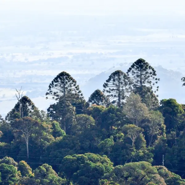 Bunya Pine Connects Ancient Forests and Living Traditions