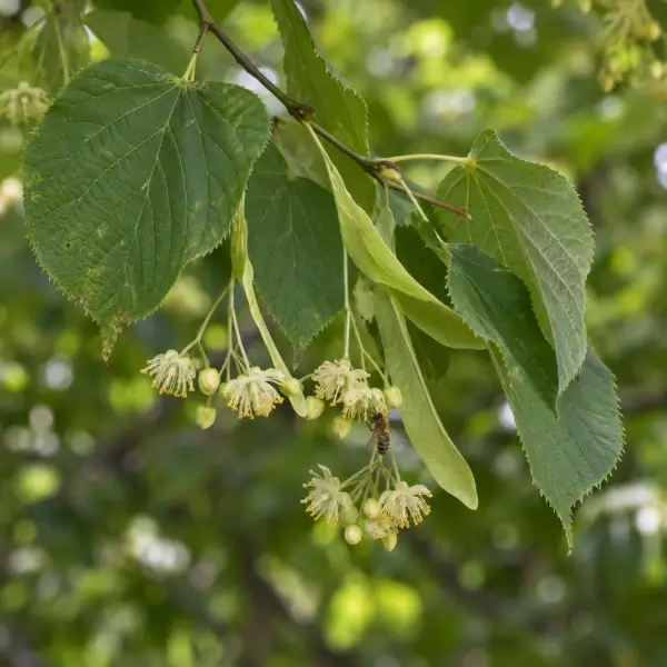 How the Large-Leaved Lime Supports Wildlife and Wellbeing