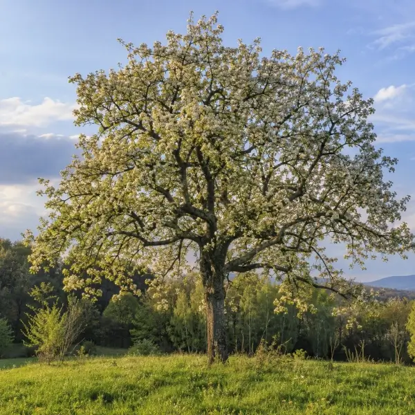 The Wild Cherry Tree Brings Spring Blossom and Forest Life